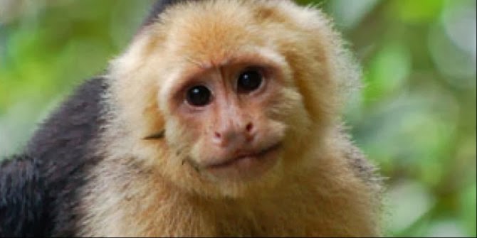 Monyet Capuchin