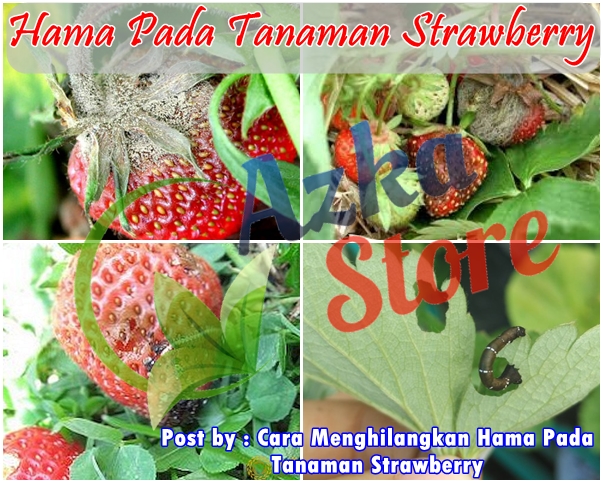 Cara Menghilangkan Hama Pada Tanaman Strawberry