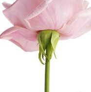 Flor rosa reflexiones frases feliz cumpleaños 