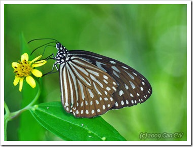 Ideopsis vulgaris macrina-MYKualaSelangor_20091203_D4005-360