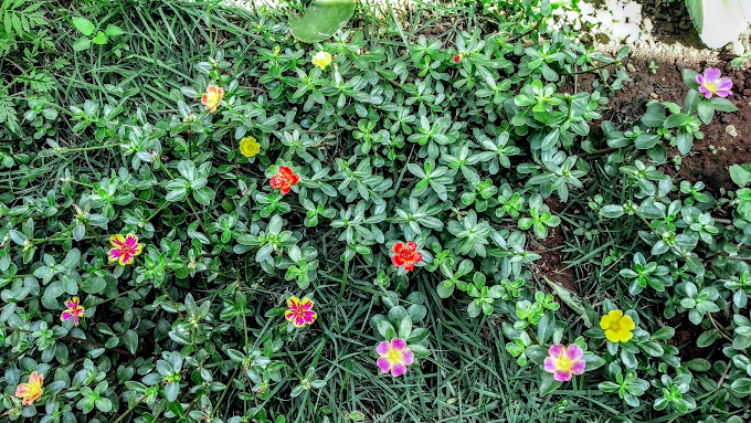 Várias cores de portulaca no meu jardim