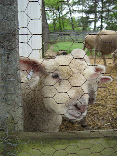 lamb at Slate Run Farm