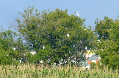 egrets