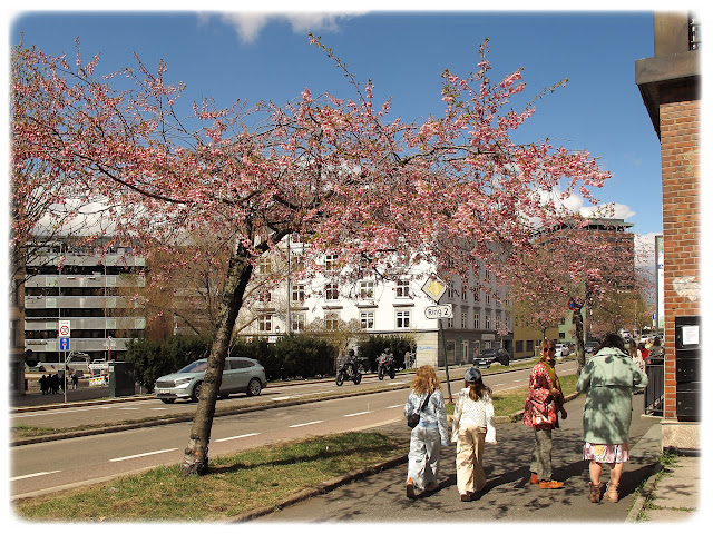 Kirsebærtrærne blomstrer fint i Kjølberggata på Tøyen i Bydel Gamle Oslo.