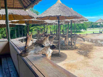 Explore Safari World Bangkok With KKday For Hassle-Free Trip