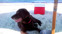 Dog Friendly Beaches Pensacola