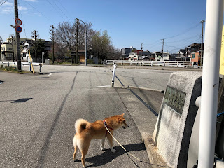 富山市のいたち川の水神橋と桜