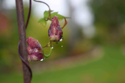 Aconitum hemsleyanum