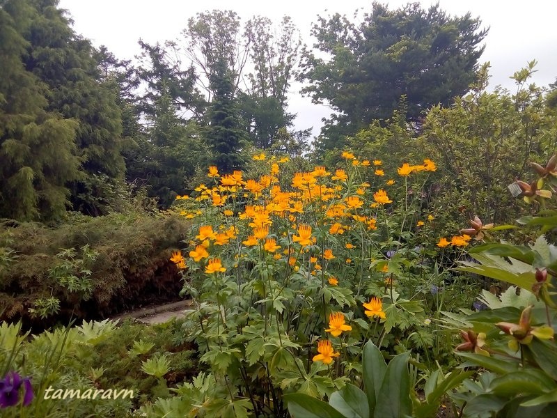 Купальница китайская (Trollius chinensis)