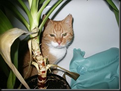 Bilder 025