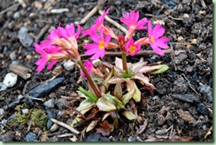 primula rosea ?