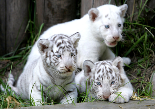 white tiger zoom