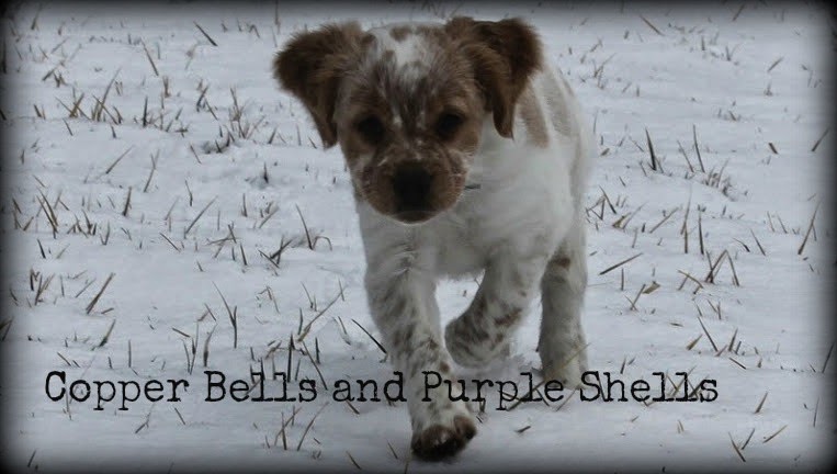 Copper Bells and Purple Shells