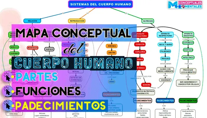 Mapa Conceptual del Cuerpo Humano con Todos sus Sistemas ◁