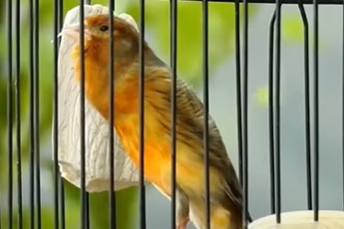 Cara burung Kenari agar roll panjang Sumber Foto: Akun YouTube AINA BIRD FARM