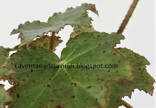 begonia-fuscomaculata