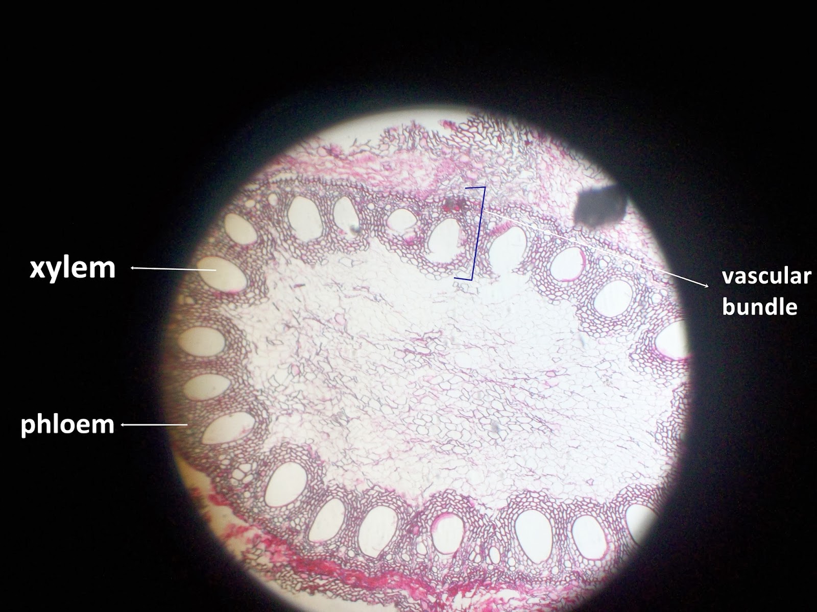 Biologi: LAPORAN PRAKTIKUM STRUKTUR TUMBUHAN MONOKOTIL DAN 