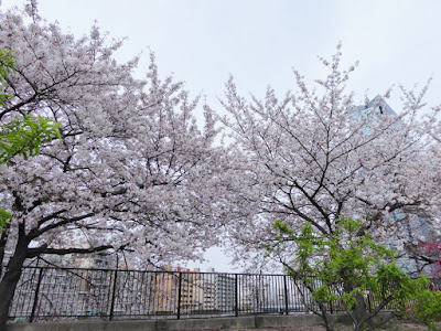大阪城桃園（Peach Grove）の桜