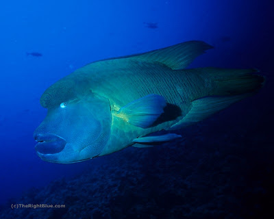 Napolean Wrasse (Cheilinus undulatus)