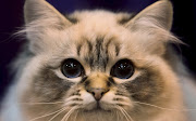 Cute Cats #7 (very cute cat wallpapers )