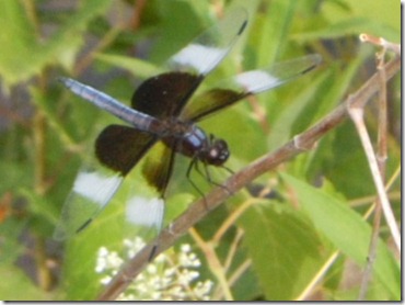 RSCN8912