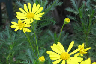 Backyard daisies