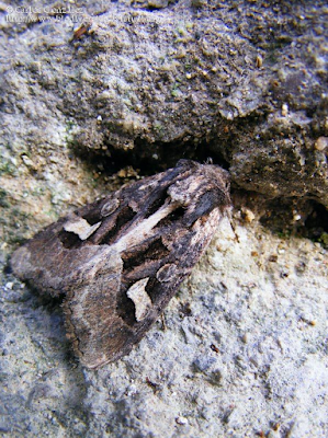 http://www.biodiversidadvirtual.org/insectarium/Trigonophora-crassicornis-img413059.html