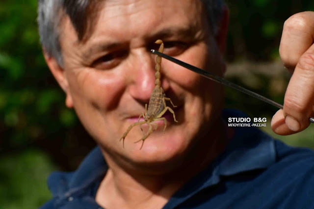 Ναύπλιο: Ο αγρότης που δεν φοβάται τους τρομερούς σκορπιούς (βίντεο)