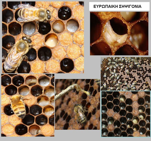 European-foulbrood