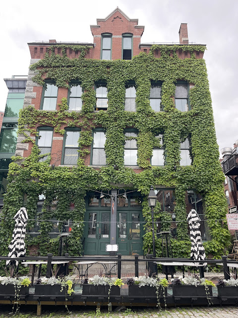 ivy covered building