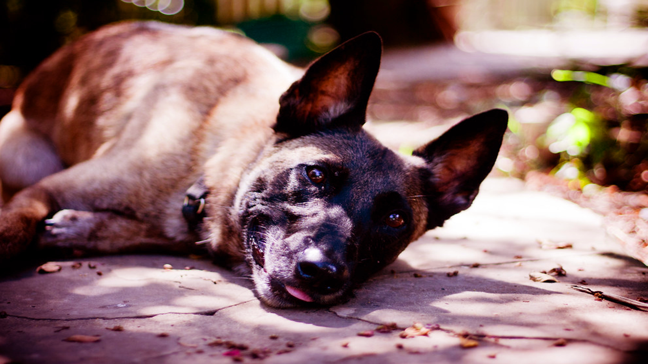 berger malinois