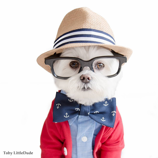 Conheça Toby LittleDude - O adorável cachorrinho Hipster 