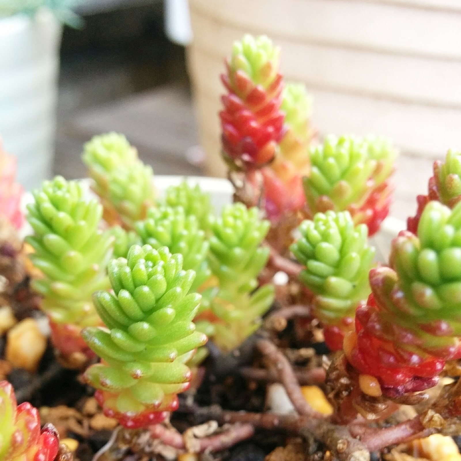 多肉植物 オカタイトゴメ 特徴と育て方 草日和 Kusabiyori