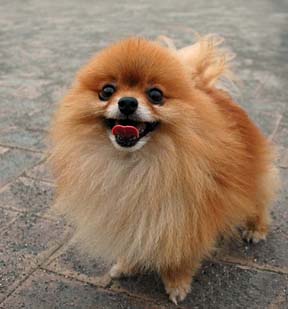 Pomeranian Dogs Health