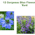 12 Gorgeous Blue Flowers In Your Yard