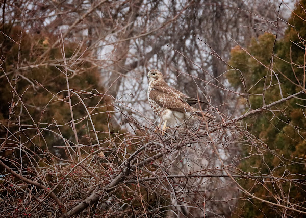 Immature red-tailed hawk.