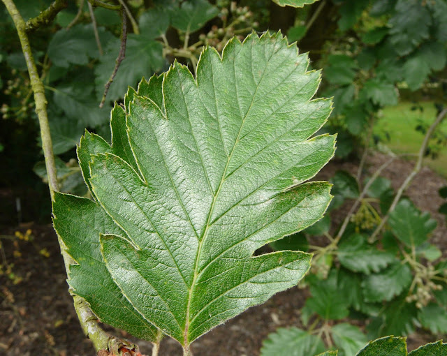 Хедлундия арранская / Рябина арранская (Hedlundia arranensis, =Sorbus arranensis)