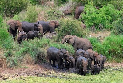 Baby Elephant Attacked By Crocodille  Seen On  www.coolpicturegallery.us