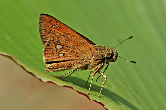 Zenonoida discreta Himalayan Swift butterfly