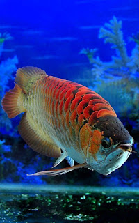 Red Dragon Fish Arowana Beauty