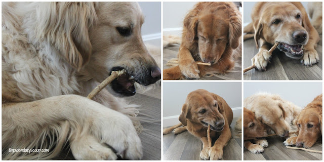 golden retriever dogs brushing their teeth with barkworthies brushers