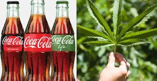 You May Soon Be Drinking Cannabis-infused "Coca-cola"