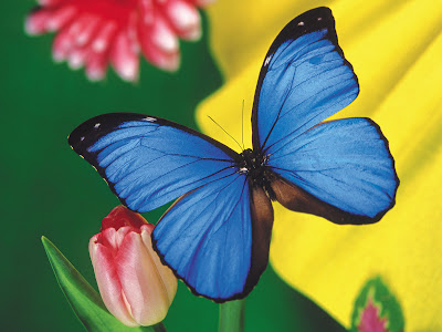 Beautiful Butterfly Normal Resolution Wallpaper 1