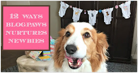 corgi face in room with baby shower decorations