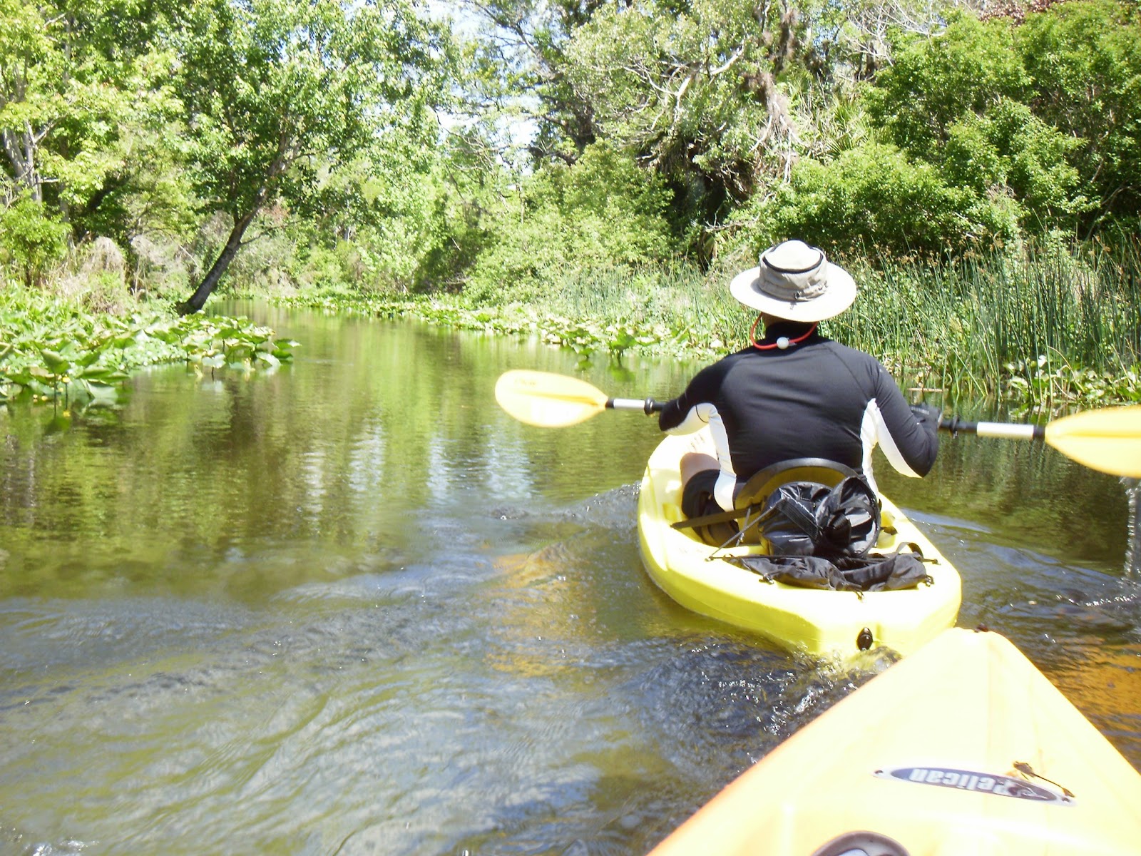 Kayaking Wekiva River &amp; Rock Springs Run with Gators 