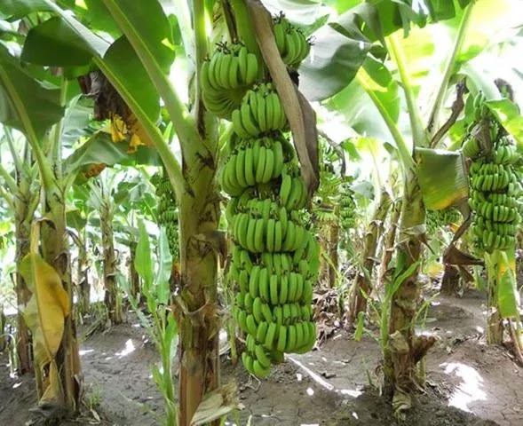 bibit pohon pisang raja melayani partai Sulawesi Tenggara