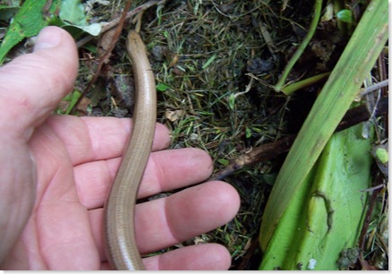 slowworm sliding off my hand