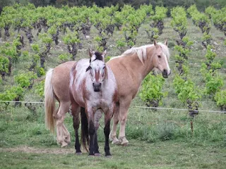 France image gallery: Languedoc horses