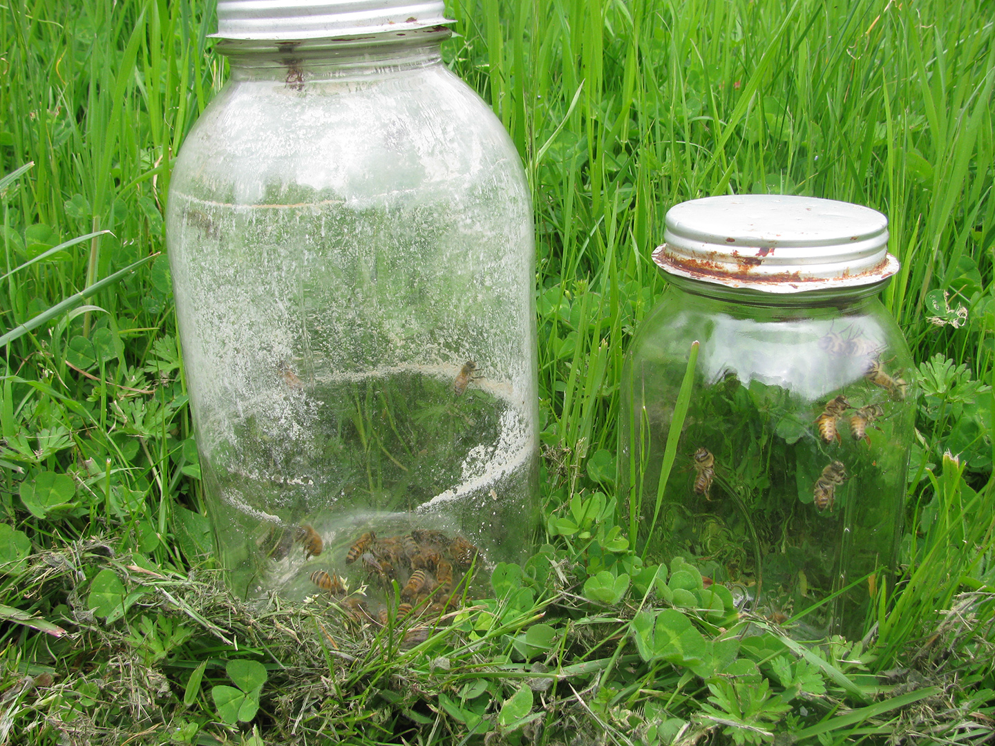 ... hive in the wall above my bed , and jars like these on shelves