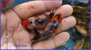 Koki ranchu buffalo panca warna